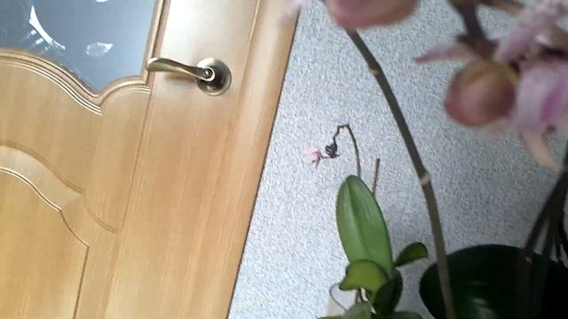 Фаленопсис Андорра! смотреть онлайн