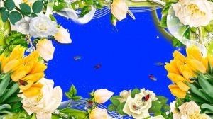 Красивая Рамка Хромакей Белые Розы Желтые Тюльпаны с Примером применения FULL HD