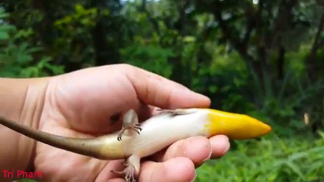 Пищевая искусство пищевые приключения Традиционная пища натуральные пищевые продукты удивительные б