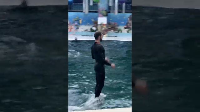 Дельфинарий мудики катаются стоя на касатках смотреть онлайн