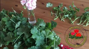 ГЕРАНЬ из черенка  Как легко размножить  ПЕЛАРГОНИЮ  Укоренение герани весной.