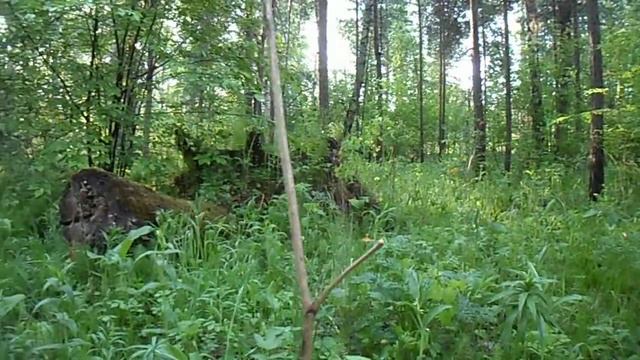 Голосистая берёзовая роща _ Vociferous birch grove смотреть онлайн