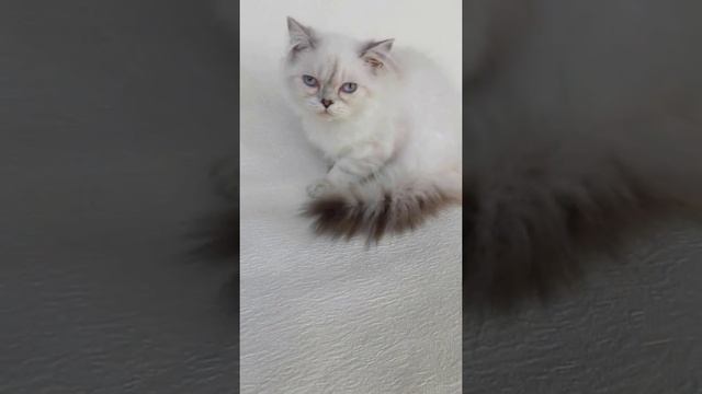 Котик хайленд шиншилла пойнт смотреть онлайн