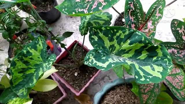 Paano Ko Inihanda Ang Mga Halaman Ko Sa Paparating Na Bagyo?