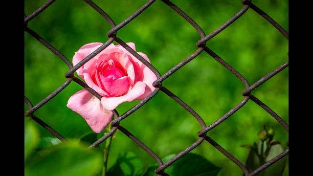 AYSEL GİT BAŞIMDAN, ATTİLA İLHAN ŞİİRİ смотреть онлайн