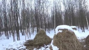 Поголовье растёт как на дрожжах. Беспривязное зимнее содержание КРС в КФХ земля кормит.