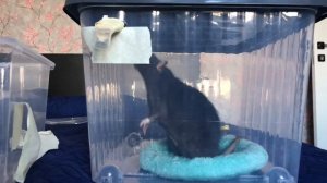 Новый контейнер, делаю ингаляцию крысам ?