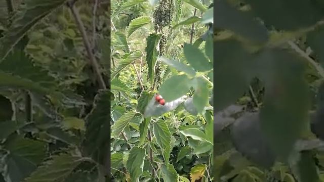 Сонник. Крапива во снах.mp4 смотреть онлайн