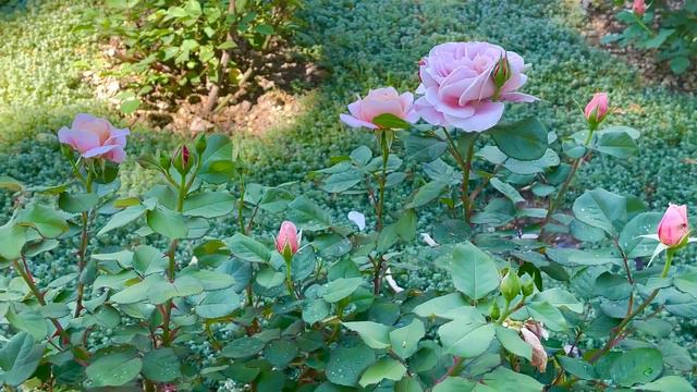There is a unique retro rose called "Distant Drum" смотреть онлайн