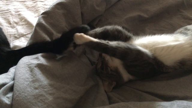 Показушная ловля хвоста смотреть онлайн