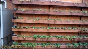 КЛУБНИКА В ТРУБАХ-март 2019 КЛУБНИКА В ДЕРЕВЯННЫХ ПОДВЕСНЫХ ГРЯДКАХ.