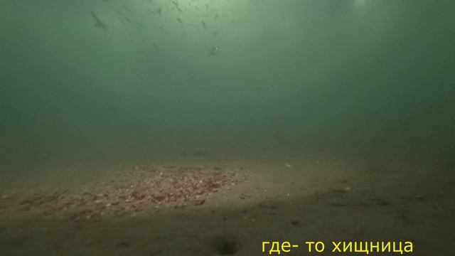 Ёрш под водой.4к.Подводная сьемка. смотреть онлайн