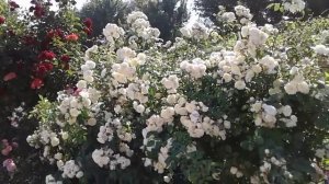 перпетуале йорс лето 2019, питомник роз полины козловой, rozarium.biz,  flowering of the wattle ros