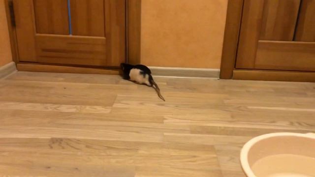 Большая поилка для крыс 🤣 смотреть онлайн