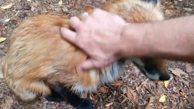 ЛИ СЯО. Алиса - Лиса. Всегда четко знает, что ей нужно. смотреть онлайн