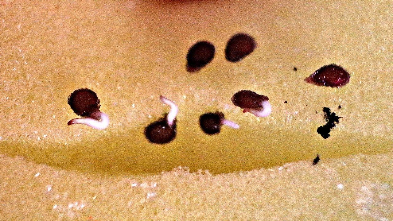 Семена прорастают в 3 раза быстрее чем в тряпочке! Как прорастить семена помидор и перца в губках? смотреть онлайн