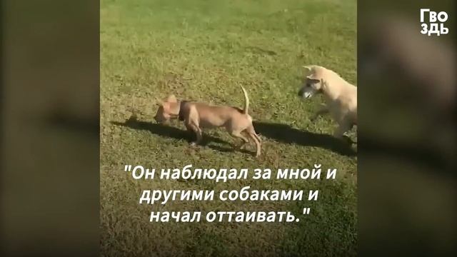 Щенок Воет от Ужаса, Когда Видит Человека. Но Женщина не Сдается! смотреть онлайн