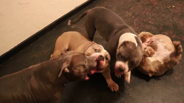 Mo Kennel Puppy Prices and Stud Deals смотреть онлайн