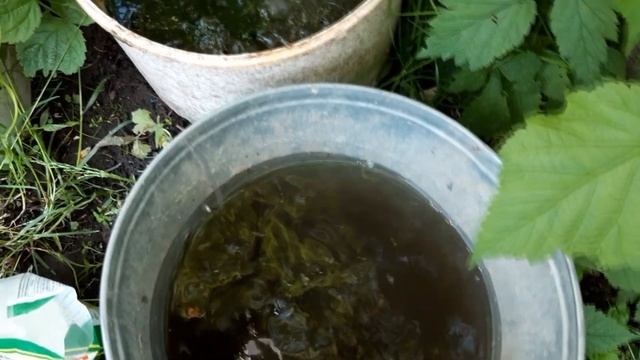 СРОЧНО СДЕЛАЙТЕ ЭТО С МАЛИНОЙ В ИЮНЕ! Малиновое дерево Таруса смотреть онлайн