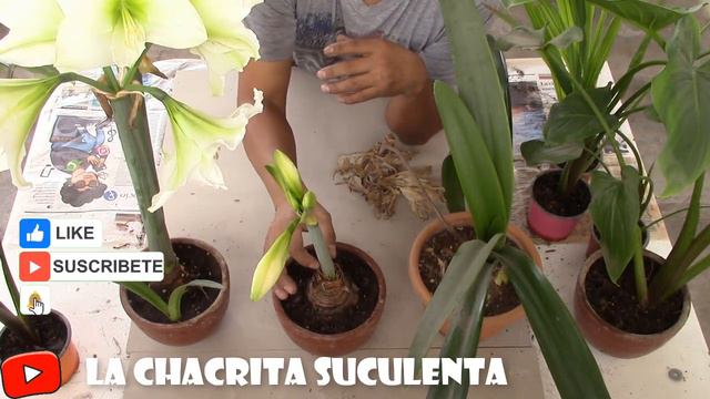 BULBO DE AMARILLIS , SIN HOJAS NI FLORES