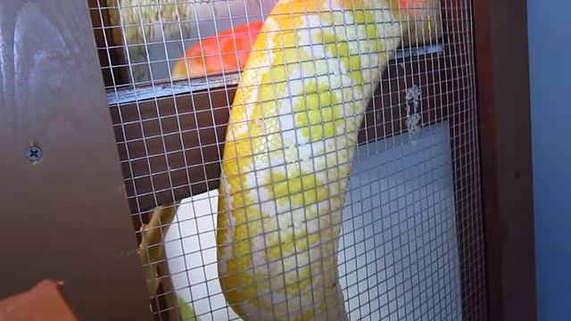 Sssstella the Burmese Python смотреть онлайн