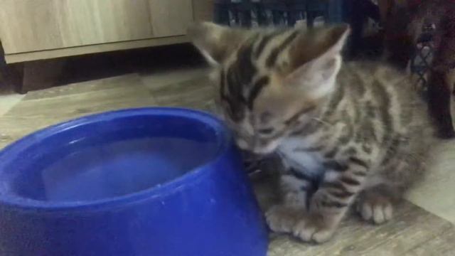 Бенгальский котёнок первый раз пьёт воду