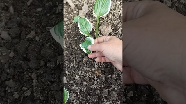 В этом году лук отличный .Купила черную Лилию,чем обработать хосту при пересадке . смотреть онлайн