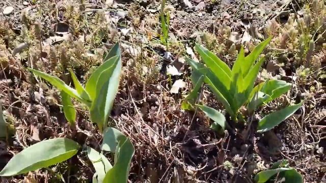 15 апреля на даче/собираем печь/розы плохо перезимовали смотреть онлайн