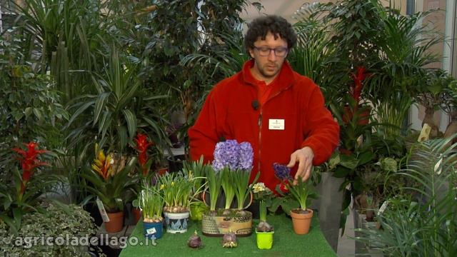 Cura dei bulbi a fioritura primaverile смотреть онлайн