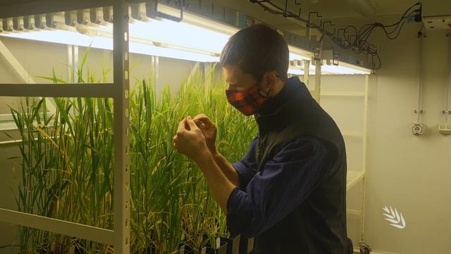 Predicting wheat and barley flowering time in Australia смотреть онлайн