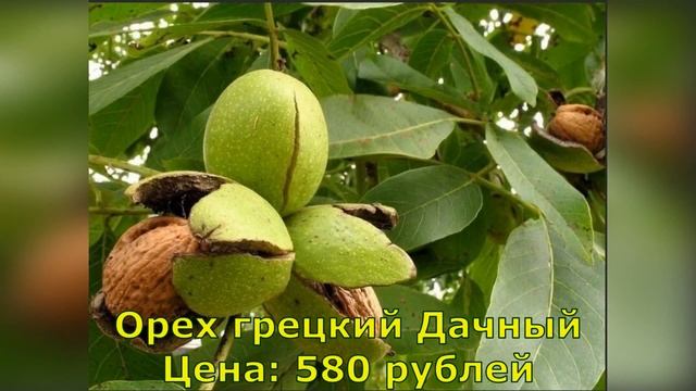 Обзор плодовых ОКС смотреть онлайн