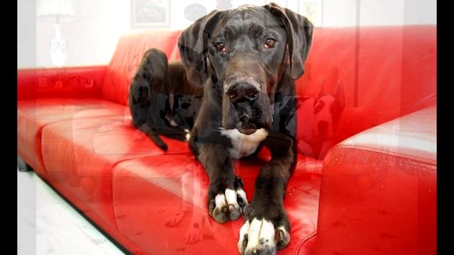 Немецкий дог - Характеристика породы смотреть онлайн