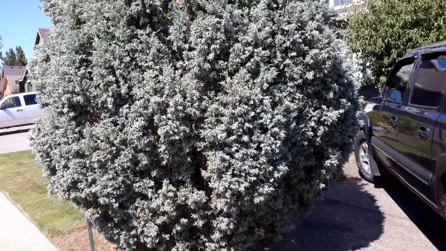 Juniperus scopulorum 'Gray Gleam' / Rocky Mountain Juniper смотреть онлайн