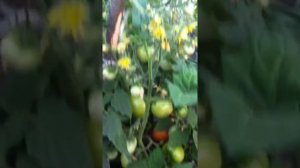 Мои первый томаты в теплице супер сорт Обжорка
