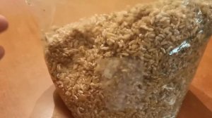 21. Мицелий ежовика (ежевика) гребенчатого на буром рисе