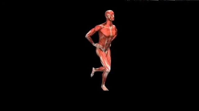 Приседания на одной ноге с наклоном туловища вперед Bodyweight squat Single leg Bent смотреть онлайн