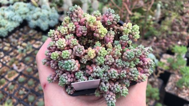 Sedum Dasyphyllum