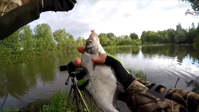 ЗАКИНУЛ УДОЧКУ В ЛУЖУ...ПОПЛАВОК ПРЁТ КРУПНЫЙ КАРАСЬ? Рыбалка в июне 2019 смотреть онлайн