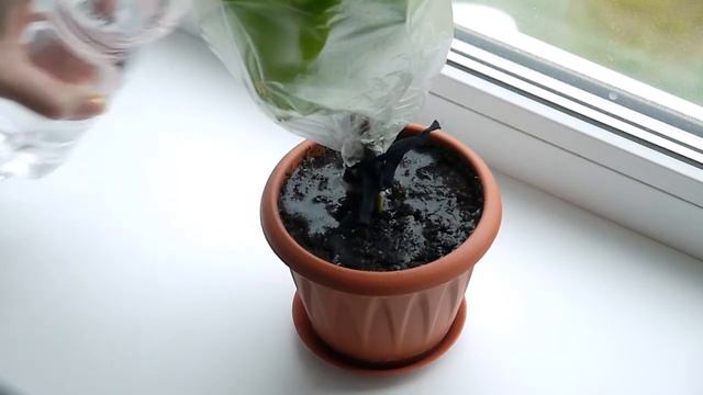 Что такое транспирация у растений? Испарение воды листьями. смотреть онлайн