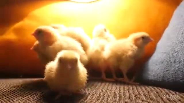 ЧТО СЛУЧИЛОСЬ С ЦЫПЛЯТАМИ смотреть онлайн