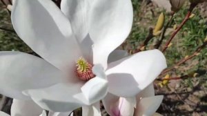 МАГНОЛИЯ СУЛАНЖА АЛЬБА СУПЕРБА |Моя Magnolia Alba Superba