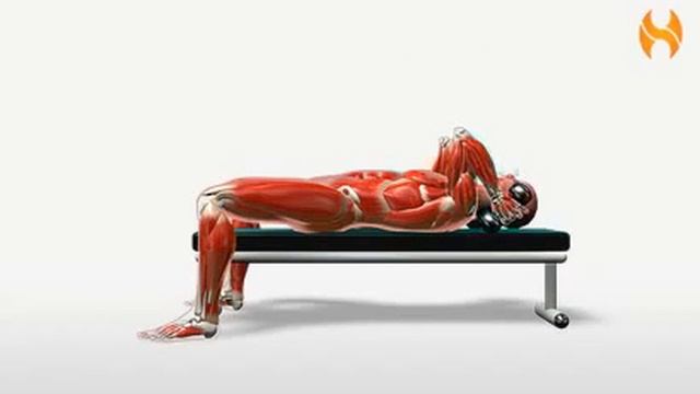 Bodybuilding Übungen- Lying Triceps Extension   -  www.Hilfe-Forum.eu