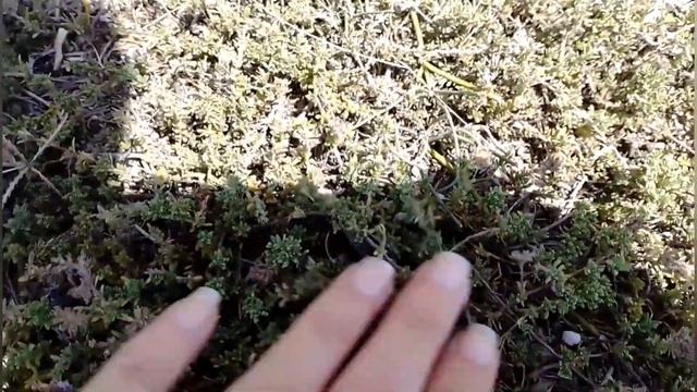 Отдых на даче. Крым Евпатория Прибрежное смотреть онлайн