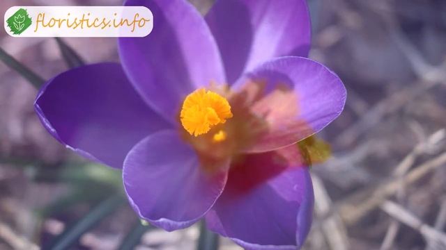 ? Осеннецветущие виды крокусов и сорта – описание смотреть онлайн