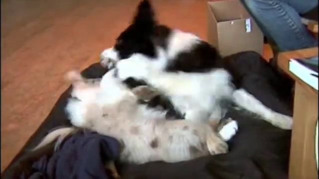 Willow: differences in play 4-11 смотреть онлайн