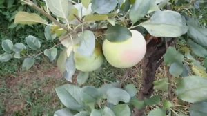 Apple-tree _Champion_ grade. Яблоня сорт Чемпион.