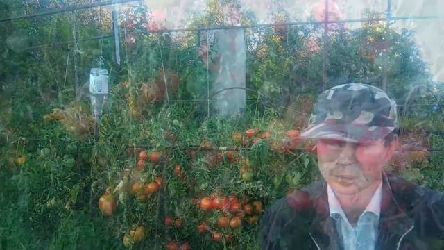 Как собирать семена томатов в домашних условиях смотреть онлайн