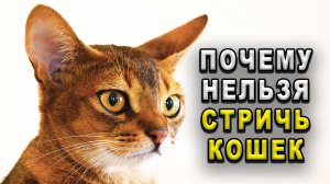 Почему нельзя стричь кошек