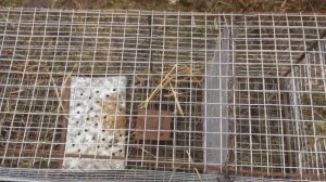 Ловушка для хорьков/ шашков и других хищников, захаживающих на территорию с курицами и индоутками.