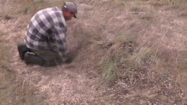 №2  Собираем просыпанный в траву горох.  06. 09. 2019